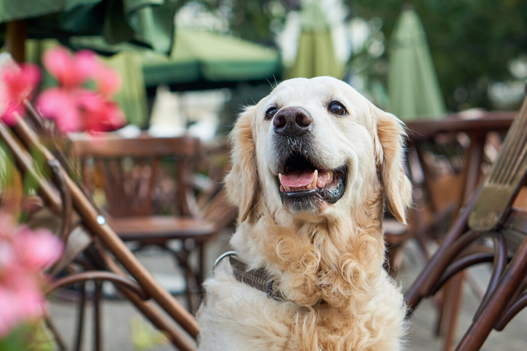 A happy dog at a restaurant