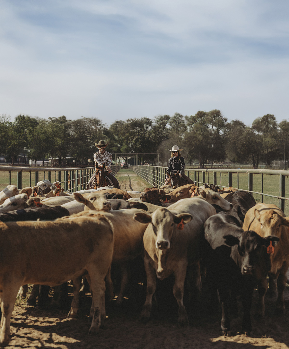 Drew and Abby Knowles herding cattle