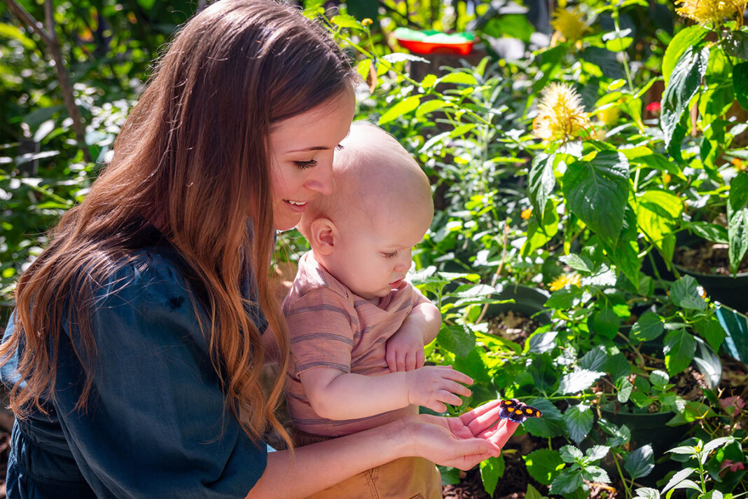 Butterflies at the Fort Worth Botanic Garden