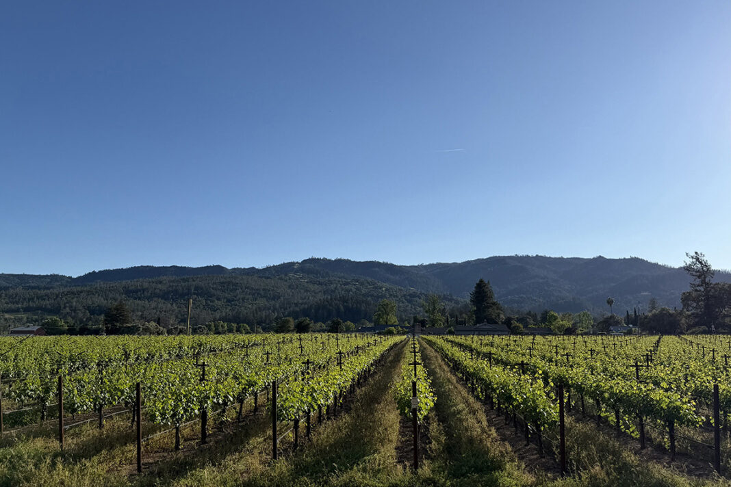 Harvest Inn Vineyard